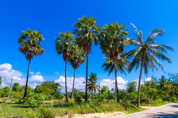 Coconut beautiful with sky at Beach Ban Krut Beach