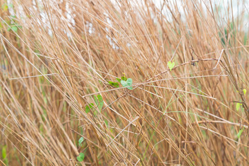 Hayfield wall background in the country site