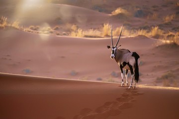 A solitary oryx (oryx gazella) standing still on top of a sand dune ridge looking at the camera,...