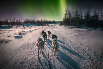 A team of six husky sled dogs running on a snowy wilderness road in the Canadian north under the...