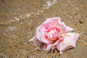 pink flower on the sand near water