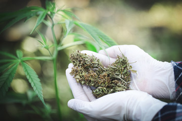 farmer checking hemp plants in the field,  Cultivation of marijuana, flowering cannabis plant as a legal medicinal drug.