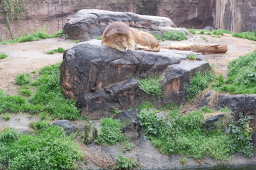 Sleeping male lion on rock
