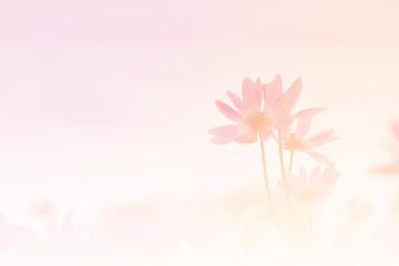 Fototapeta na wymiar Pink blooming flower