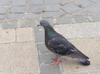 Grey pigeon ground