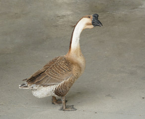 African chinese goose