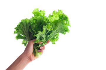 Fototapeta na wymiar Lettuce in a handful of people. for food and drink. isolated on white background and clipping path.