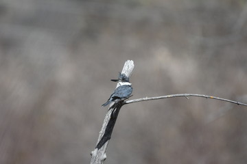 Belted kingfisher