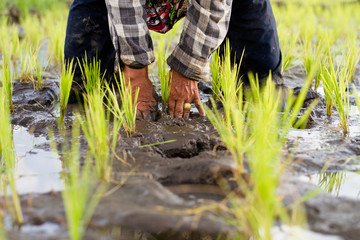 Woman asia farmer planting sprout of rice to the mud at organic farm. Clean and safe food of bio agriculture concept.