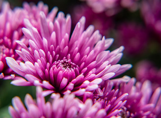 Close up of chrysanthemum flower