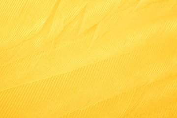 Beautiful vibrant yellow chicken feather texture background 