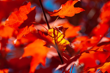 Yellow and red fall maple leafs on blurred background