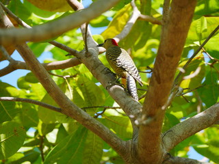 Woodpecker in the trees of the forest