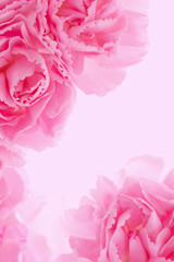 Pink carnation flowers 