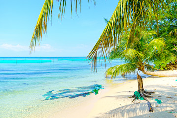 Xtropical beach with palm trees