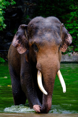 Asian elephant  in the water 