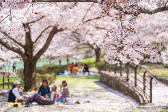 桜と花見客　公園　馬見丘陵公園　奈良県