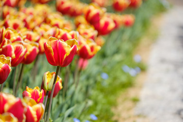 チューリップ　ルーシオン　赤　オレンジ色　黄色　花　馬見丘陵公園　奈良県