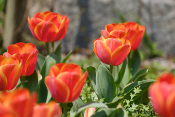 Fototapeta premium チューリップ アドレム 赤 オレンジ色 黄色 花 馬見丘陵公園 奈良県