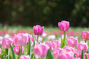 チューリップ　パープルプライド　紫色　花　馬見丘陵公園　奈良県