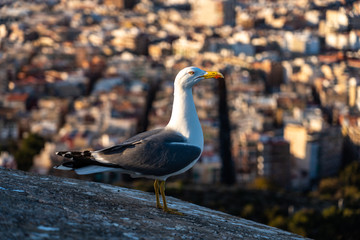 Seagull on the walls of Santa Barbara Castle in Alicante, Spain
