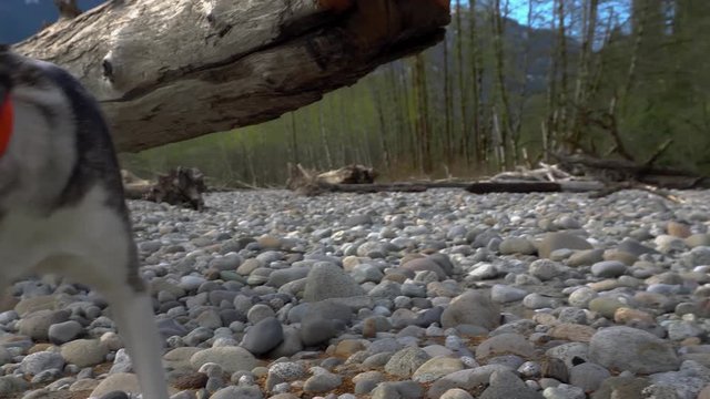dog sniffing rocks and running away, squamish river, mountains huskey puppy dog, 4k footage