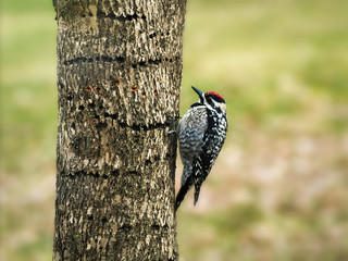 Yellow-bellied Sapsucker, Sphyrapicus varius, and holes that it drilled in tree trunk. The woodpeckers feed on the sap that accumulates in the holes. Close-up image with detail.