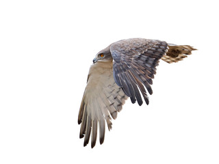 Beaudouins snake eagle (Circaetus beaudouini)