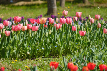 チューリップ　赤　オレンジ色　花　馬見丘陵公園　奈良県