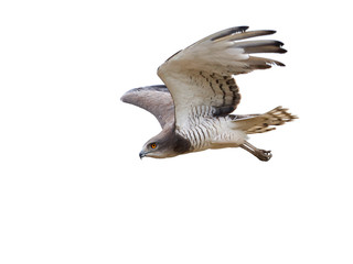 Beaudouins snake eagle (Circaetus beaudouini)