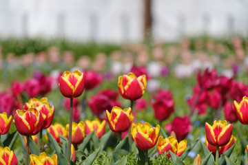 チューリップ　ルーシオン　赤　オレンジ色　黄色　花　馬見丘陵公園　奈良県