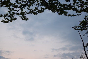 Sonnenaufgang Baum oben