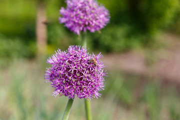 Beautiful lilac flower of garlic in the garden.