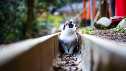 Obraz premium cute white cat