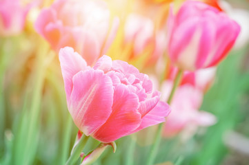 spring pink delicate tulip on a blurred background of multicolored tulips on a sunny day