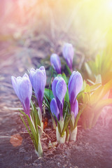 Blue crocuses. Early bloom pleases the human eye. Blue snowdrops in a spring forest. The first spring flowers
