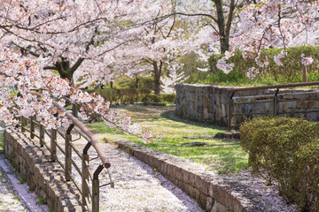 桜の咲く公園　春　馬見丘陵公園　奈良県