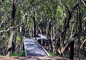 Wooden boardwalk on the water through Mangrove forest in Bicentennial park, Sydney, Australia. This footpath leads through the swamp with trees and sun rays