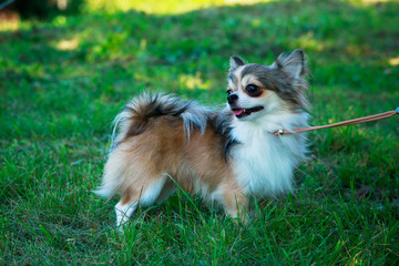 Obraz premium Dog breed Chihuahua