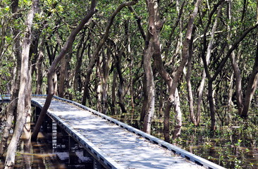Wooden boardwalk on the water through Mangrove forest in Bicentennial park, Sydney, Australia. This...