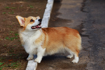 Dog breed Welsh Corgi Pembroke