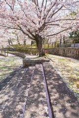 桜の咲く公園　春　馬見丘陵公園　奈良県