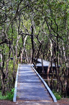 Wooden Boardwalk On The Water Through Mangrove Forest In Bicentennial Park, Sydney, Australia. This Footpath Leads Through The Swamp With Trees And Sun Rays