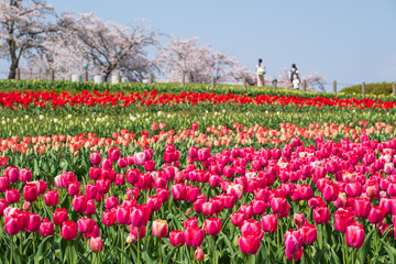 Fototapeta na wymiar 桜とチューリップ　青空　奈良県　馬見丘陵公園