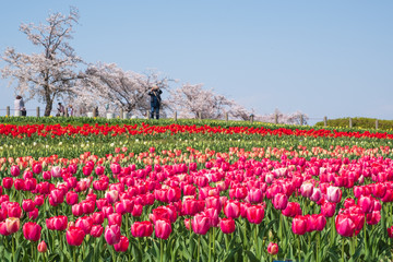 桜とチューリップ　青空　奈良県　馬見丘陵公園