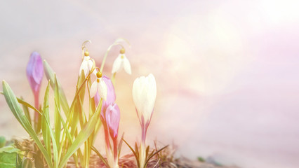 Naklejka premium Blue crocuses. Early bloom pleases the human eye. Blue snowdrops in a spring forest. The first spring flowers