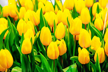 Beautiful yellow tulips in buds. Floral background. Close-up