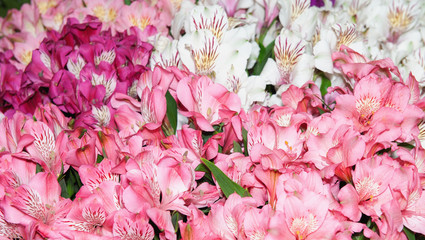 Alstroemeria is multicolored pink-red and spotty. Background of flowers