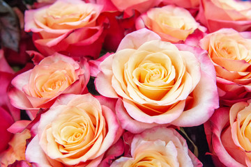 Exotic Roses of pink modern elite varieties in the bouquet as a gift. Background. Selective focus.