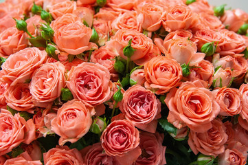 Exotic roses from scarlet red elite modern varieties in the bouquet as a gift. Background. Selective focus